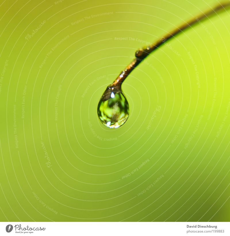 Rainy days - great pics Life Harmonious Calm Nature Plant Drops of water Spring Summer Green Dew Glittering Round Colour photo Exterior shot Close-up Detail