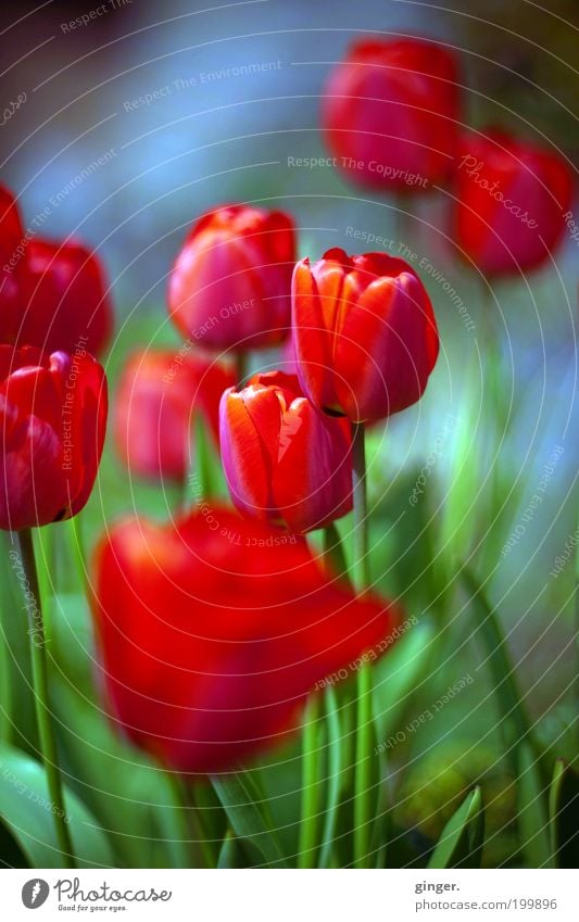 spring longing Nature Plant Spring Flower Tulip Blossom Beautiful Thin Red Bulb flowers Delicate Growth Clear Blossom leave Deserted Multiple Colour photo