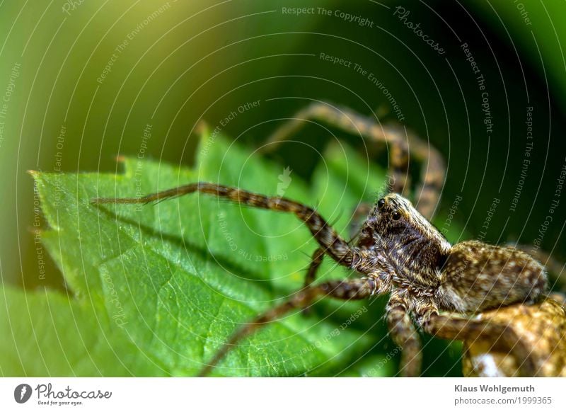 black eye Environment Nature Animal Summer Autumn Plant Leaf Park Meadow Forest Spider 1 Observe Looking Aggression Creepy Near Brown Gold Green Black Dangerous