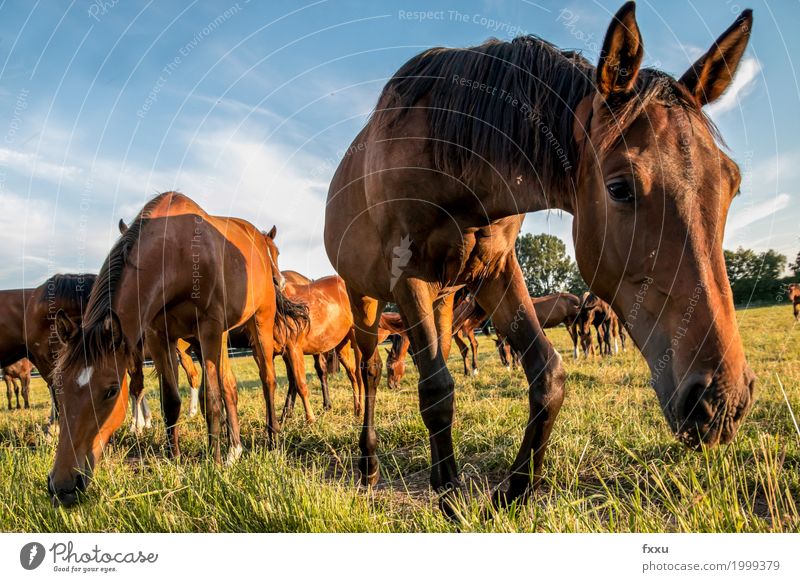 herd of horses Horse Brown Wild animal Meadow Animal Nature Pasture Willow tree Willow-tree Foal To feed Close-up Worm's-eye view Mane Sky Summer Green