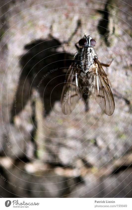 pretty fly Nature Bow tie Wing Tree Tree bark Compound eye Stick Transparent Insect Animal Environment Calm Beautiful Patient Small temporising Exterior shot