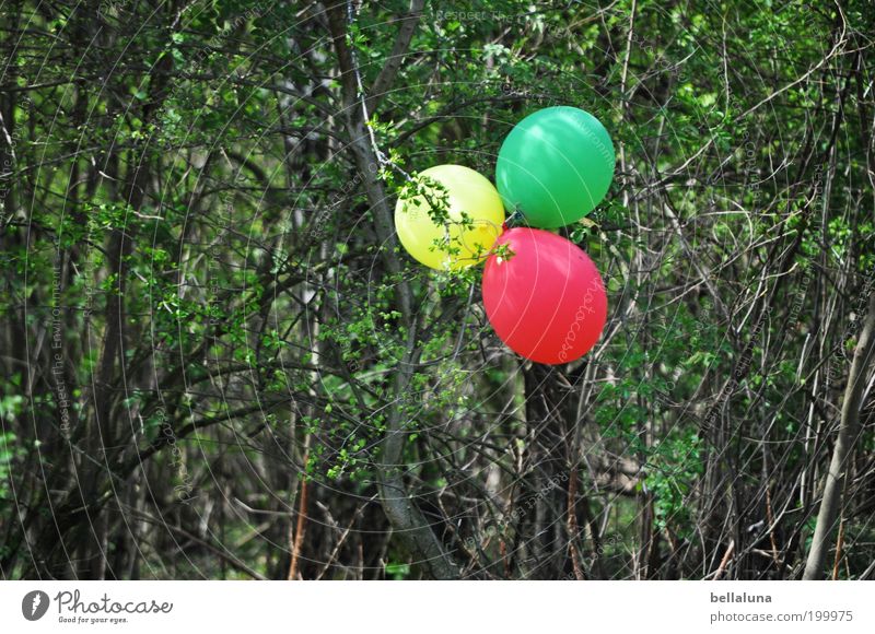 Happy birthday, Fotoline! Environment Nature Plant Spring Beautiful weather Tree Bushes Yellow Green Red Balloon Multicoloured Decoration Colour photo