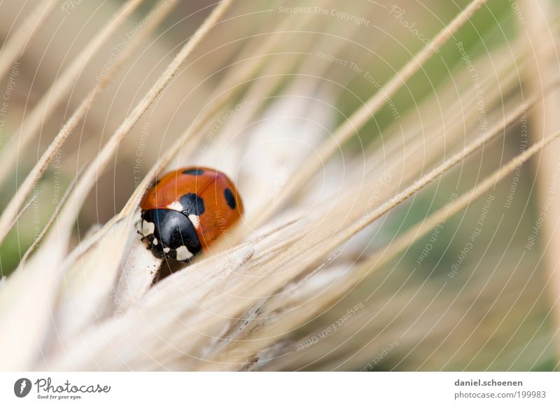 from the series "wild animals" Nature Animal Summer Grass Farm animal Beetle 1 Red Happy Ladybird Animal portrait Good luck charm Point