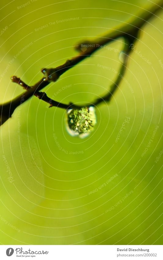 At the silken branch Life Harmonious Calm Nature Plant Drops of water Spring Summer Green Silver White Glittering Wet Thin Colour photo Exterior shot Close-up