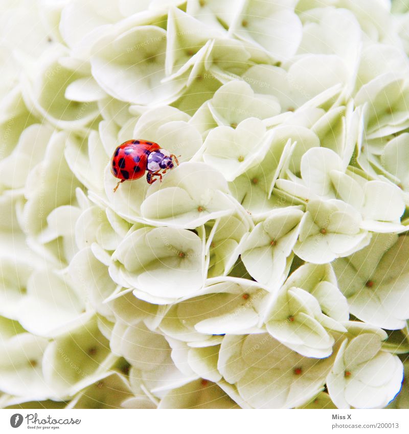 flower bed Nature Plant Spring Summer Flower Blossom Garden Park Animal Beetle 1 Blossoming Fragrance Discover Crawl Kitsch Small Happy Climbing Guelder rose