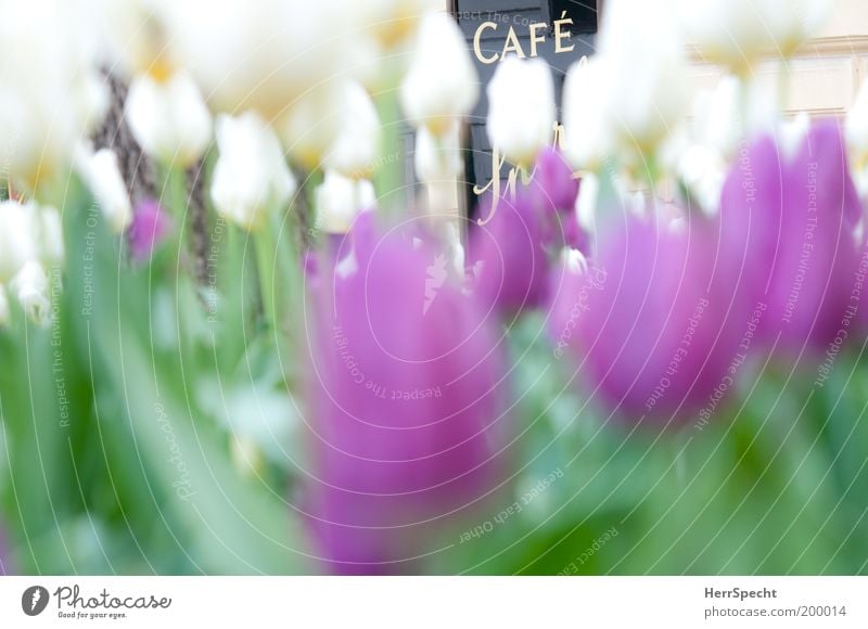 Tulips Café Tulips Plant Green Violet White Signs and labeling Colour photo Exterior shot Close-up Copy Space top Copy Space bottom Day Shallow depth of field