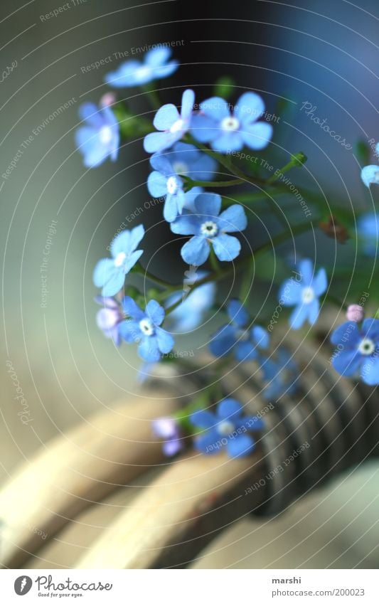 Spring Leaves His Blue Ribbon... Nature Plant Summer Flower Forget-me-not Blur Blossom Basket Delicate Moody Colour photo Exterior shot Friendship