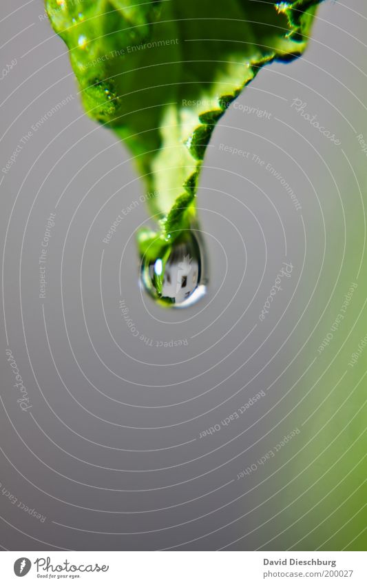 House Facade in a Drop Life Calm Nature Plant Drops of water Spring Summer Leaf Foliage plant Gray Green Glittering Round Colour photo Close-up Detail