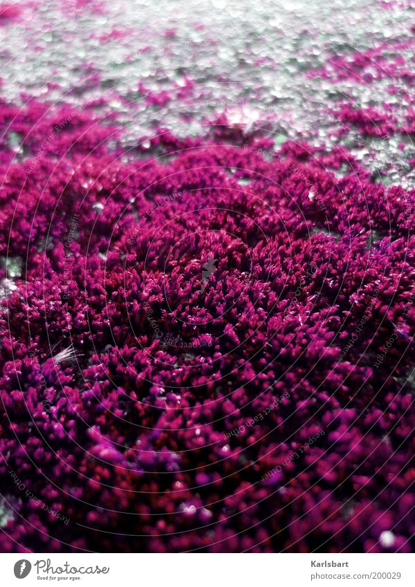 pink. Environment Nature Plant Moss Wild plant Stone Gray Bizarre Perspective Colour Light Natural growth Growth Carpet of moss Colour photo Multicoloured