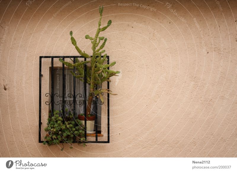 freedom-seeking Window Grating Window board Windowsill Plant Flowerpot Cactus South Southern Spain Southern France Italy Facade Freedom Garden Safety