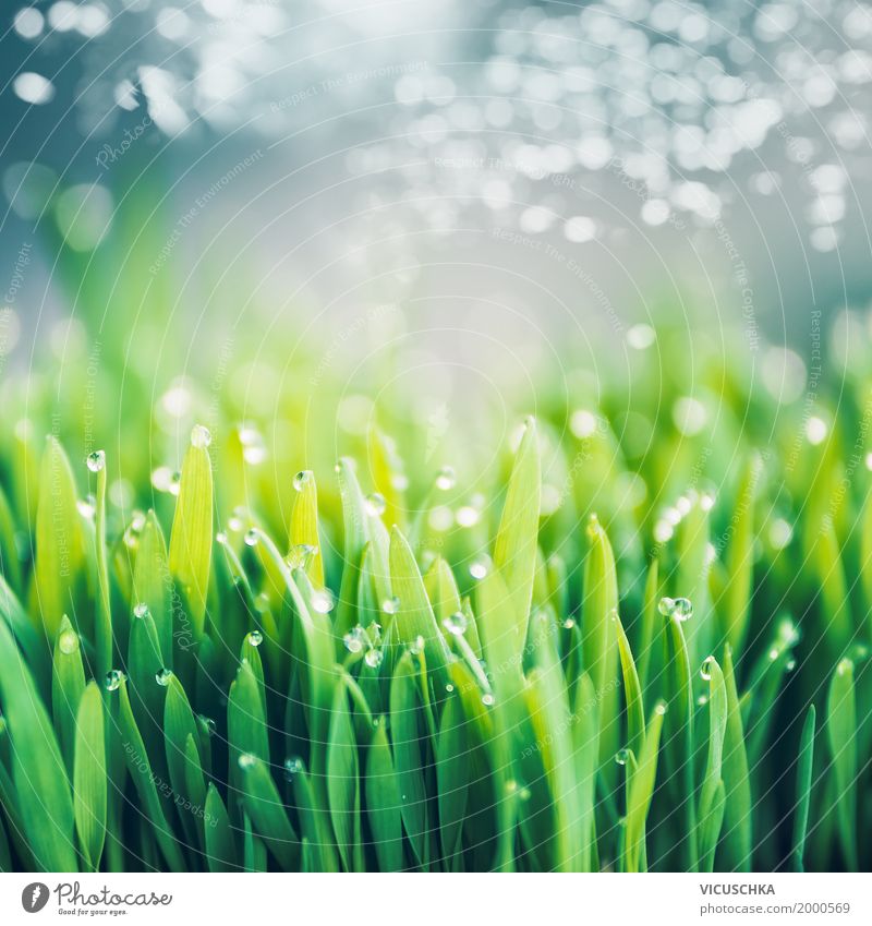 Fresh green grass with dew drops Lifestyle Design Summer Garden Environment Nature Landscape Plant Drops of water Sky only Spring Beautiful weather Grass Park