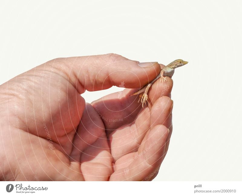 hand holding a small lizard Human being Hand Fingers Animal To hold on Small Environmental protection Saurians Reptiles stop Captured Torture sunny