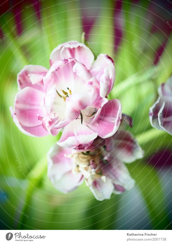 Spring Greetings III Nature Plant Summer Tulip Blossom Esthetic Beautiful Wild Yellow Green Violet Pink Red White Art Colour photo Interior shot Studio shot