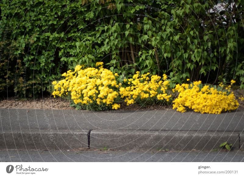 The other day, by the wayside... Environment Nature Plant Spring Yellow Green Wayside Sidewalk Ground cover plant Hedge Asphalt Curbside Blossoming Flashy
