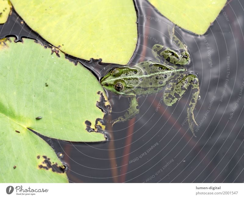 Frog swims next to water lily leaf in pond Dive Nature Animal Water Leaf Pond Lake Swimming & Bathing Green Tree frog Amphibian Water lily leaf Fly