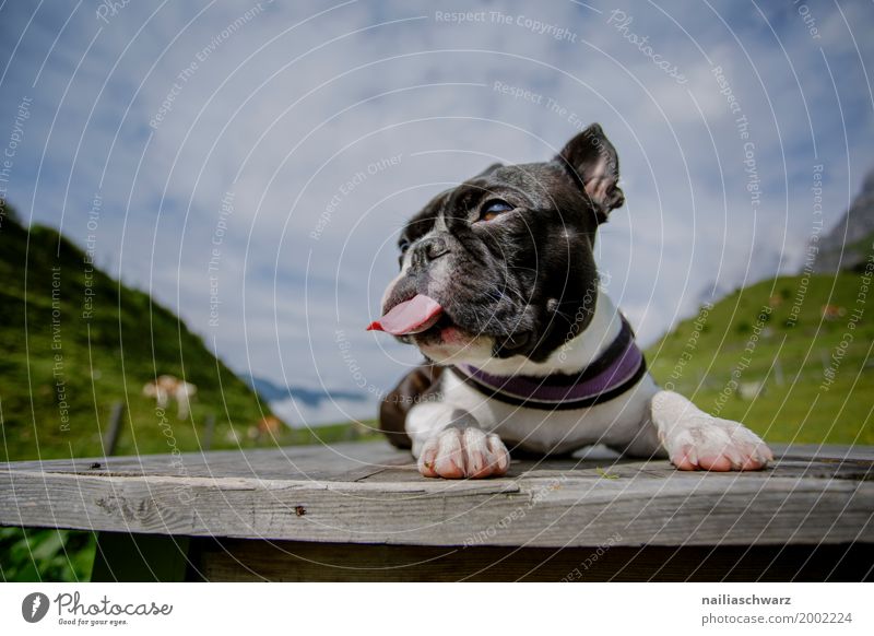 Boston Terrier Relaxation Vacation & Travel Summer Nature Landscape Meadow Field Alps Mountain Animal Pet Dog boston terrier 1 Observe Looking Playing Happiness