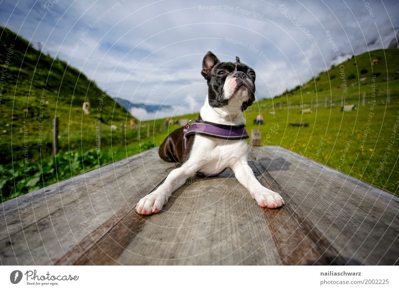 Boston Terrier during training Relaxation Vacation & Travel Summer Nature Landscape Sky Beautiful weather Grass Meadow Field Alps Mountain Animal Dog