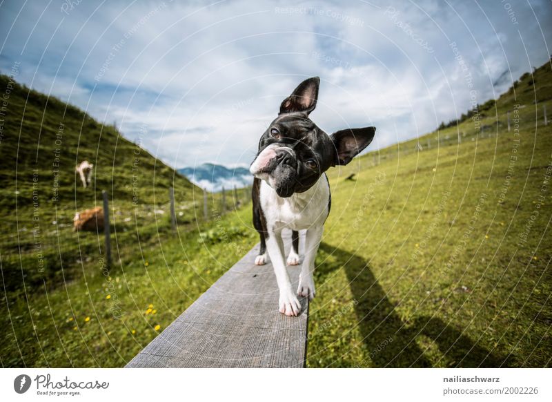 Boston Terrier on the dog place Vacation & Travel Summer Environment Landscape Spring Grass Meadow Field Alps Mountain Mühlbach at the Hochkönig Animal Pet Dog