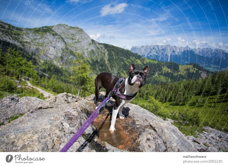 Boston Terrier in Alps Vacation & Travel Environment Nature Landscape Summer Beautiful weather Forest Hill Rock Mountain Animal Pet Dog 1 Dog lead Observe
