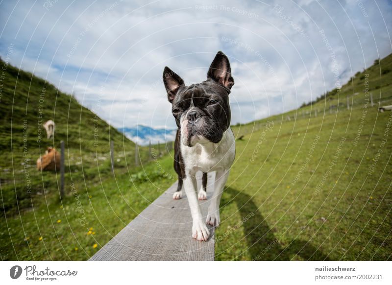 Boston Terrier Relaxation Vacation & Travel Summer Nature Landscape Beautiful weather Meadow Field Alps Mountain Animal Pet Dog boston terrier Bulldog 1 Observe