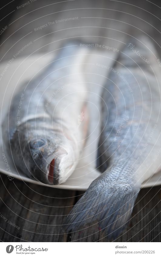 Fish for breakfast, baby! Food Nutrition Organic produce Animal Animal face 2 Lie Cold Blue Gray BBQ season Trout Appetite Colour photo Subdued colour Deserted