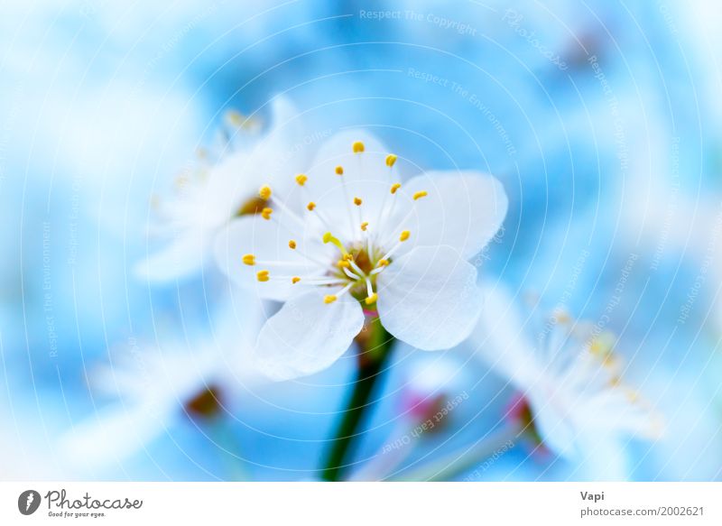 Spring blossoming white spring flowers Beautiful Life Garden Environment Nature Plant Sky Sunlight Tree Flower Blossom Blossoming Fresh Natural New Soft Blue