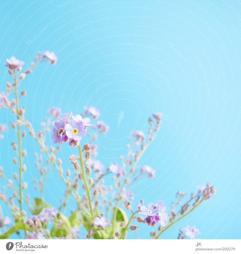 FORGET-ME-NOT Spring Beautiful weather Plant Flower Blossom Blossoming Dream Esthetic Authentic Fresh Bright Small Near Natural Cute Blue Green Violet Optimism