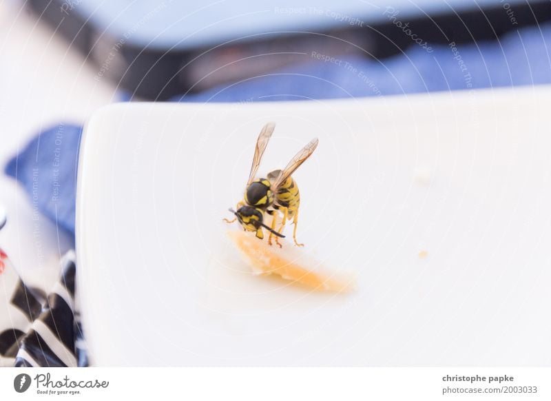 When the little hunger comes Vacation & Travel Summer Summer vacation Animal Wasps 1 To hold on Flying To feed Carrying Disgust Resolve Plagues Insect Breakfast