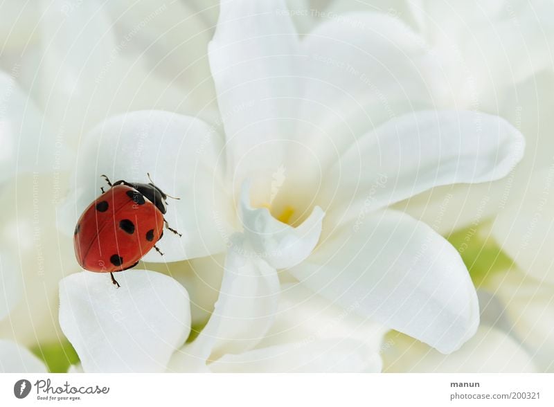 contrast program Valentine's Day Mother's Day Baptism Nature Spring Summer Flower Ladybird Sign Good luck charm Elegant Happiness Positive Red White Emotions