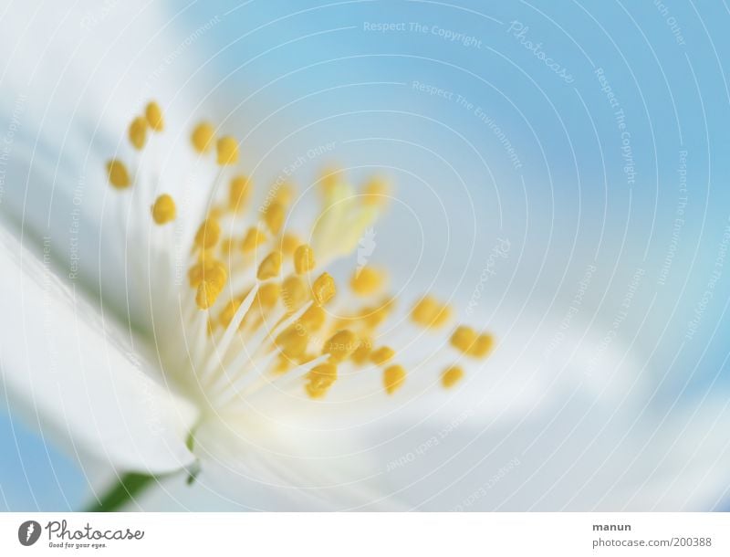 cheerful to cloudy Elegant Harmonious Fragrance Nature Spring Summer Flower Blossom Esthetic Fresh Bright White Light blue Colour photo Close-up Detail
