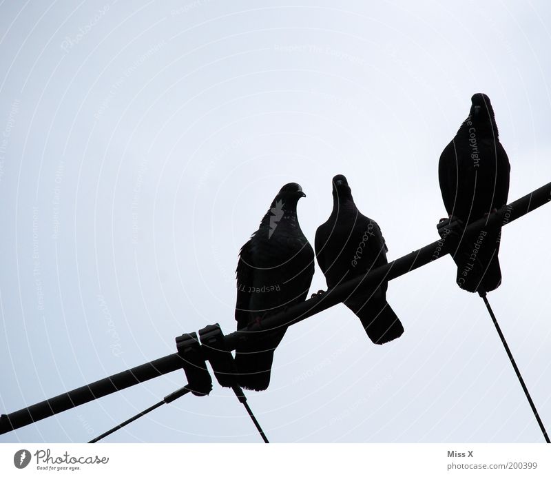 three black pigeons Sky Animal Wild animal Pigeon Wing 3 Sit Coo Rope Colour photo Exterior shot Deserted Copy Space left Copy Space top Neutral Background Day