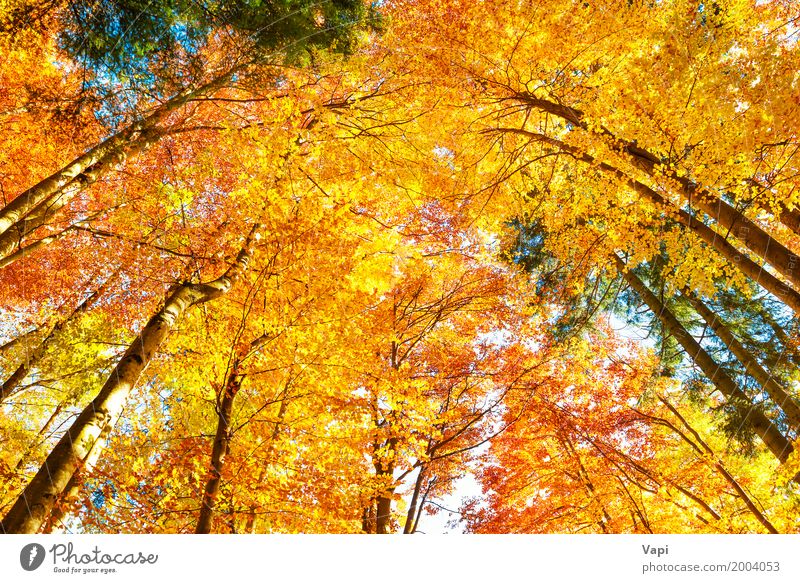 Fall in the forest Beautiful Sun Environment Nature Landscape Plant Sky Autumn Beautiful weather Tree Leaf Park Forest Bright Natural Brown Multicoloured Yellow
