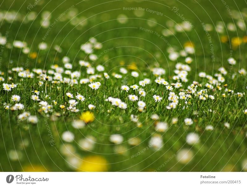 daisies Environment Nature Landscape Plant Elements Earth Spring Summer Climate Weather Beautiful weather Warmth Flower Blossom Garden Park Meadow Bright