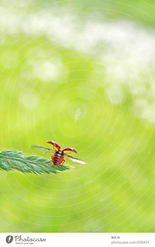 and bye-bye Happy Summer Environment Nature Animal Grass Meadow Beetle Cute Green Red Optimism Ladybird Flying Good luck charm Symbols and metaphors Hope