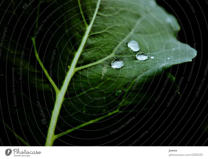 nanocoating Drops of water Plant Leaf Green Black Cabbage leaves Hydrophobic Colour photo Multicoloured Detail Copy Space left Copy Space right