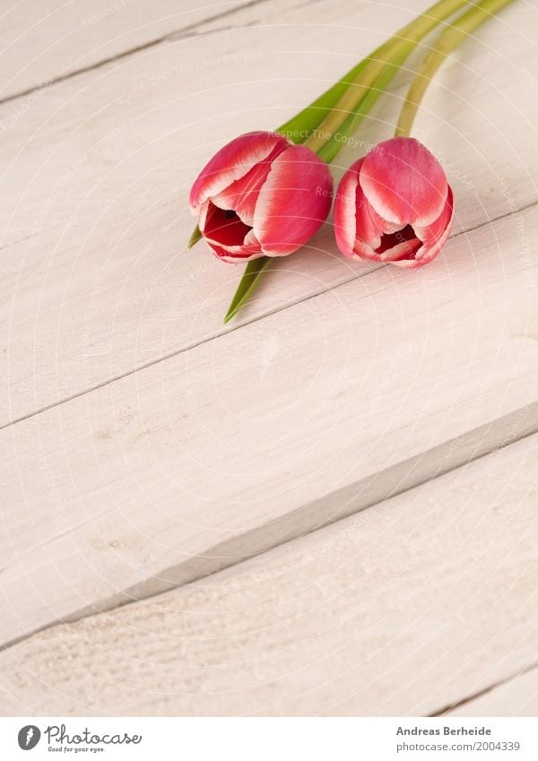 Two tulips Fragrance Valentine's Day Mother's Day Plant Spring Tulip Bouquet Love Jump Retro Pink day decoration easter romantic rustic springtime table violet