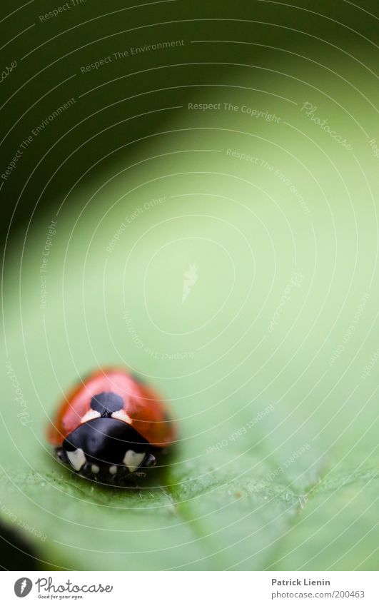 so lonely Environment Garden Illuminate Leaf Ladybird Red Black Green Intensive Plant Animal face Insect Point Calm Loneliness Fear Small Empty Serene Longing