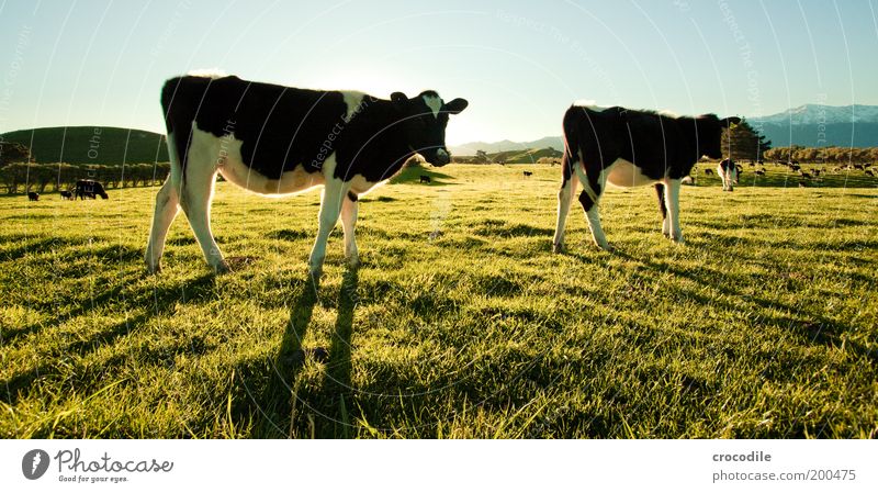 New Zealand 53 Pasture Landscape Nature Cow Cattleherd Herd Meadow Grassland To feed Contentment Cattle breeding Livestock breeding Exterior shot Back-light