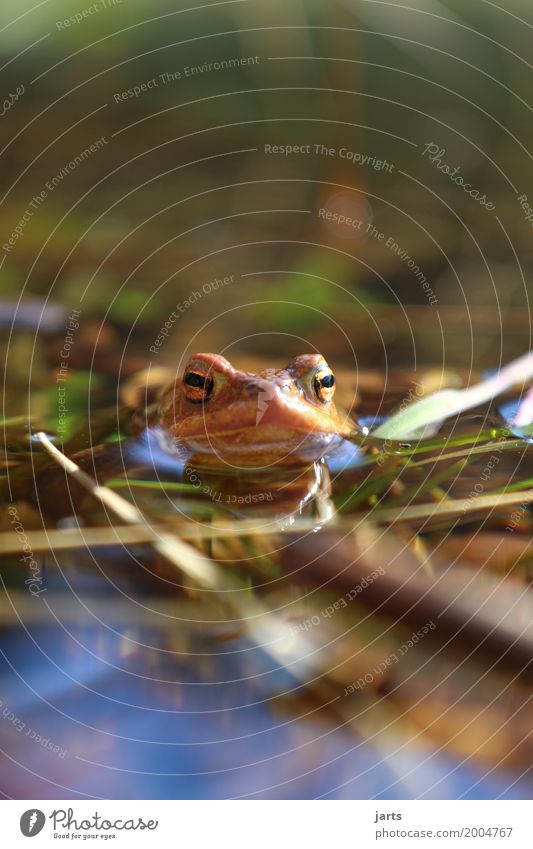 toad Water Beautiful weather Pond Animal Wild animal Frog 1 Swimming & Bathing Wet Natural Nature Painted frog Colour photo Exterior shot Close-up Deserted
