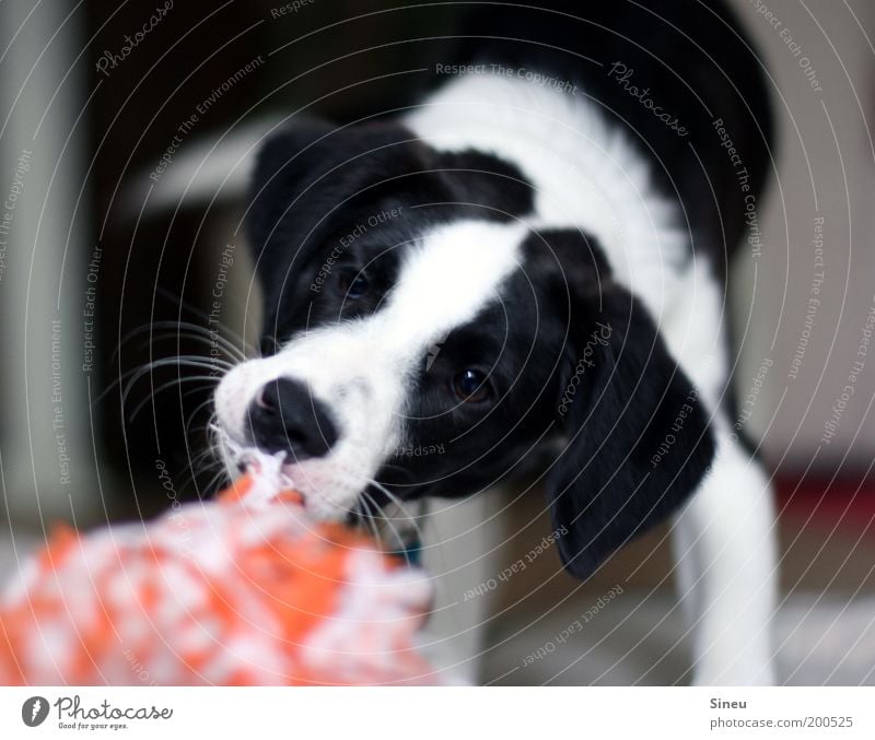 Give! That! Give it to me! Playing Dog Animal face 1 Baby animal Beautiful Astute Funny Rebellious Black White Joy Joie de vivre (Vitality) Movement Power Puppy