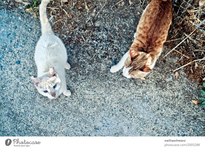 Street cats, Crete Summer Nature Animal Pet Cat 2 Group of animals Pair of animals Observe Discover Communicate Walking Looking Brash Together Natural Curiosity