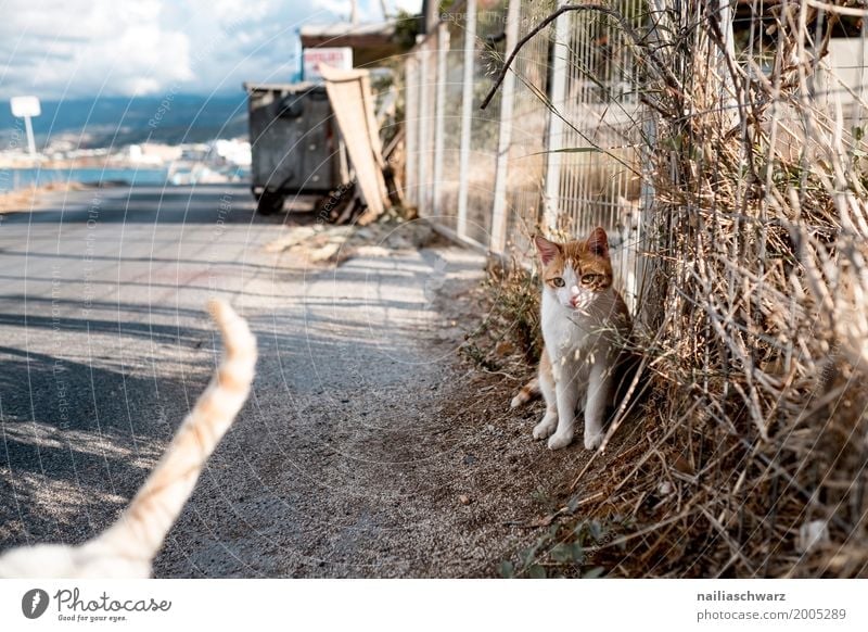 Street Cat, Crete Greece Summer Environment Spring Bushes Coast Village Lanes & trails Animal 2 Observe Relaxation Looking Together Curiosity Cute Spring fever