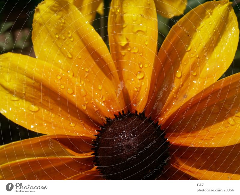 coneflower Flower Plant Sun Sunhat