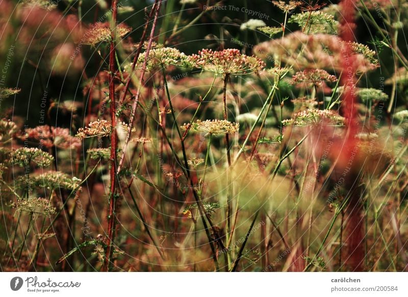 wild meadow Environment Nature Landscape Plant Grass Bushes Foliage plant Wild plant Meadow Green Pink Red Weed Natural Meadow flower Umbellifer hogweed