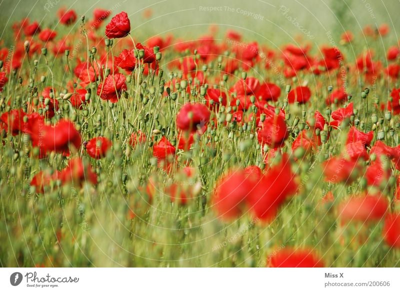 poppy field Summer Environment Nature Plant Flower Blossom Agricultural crop Meadow Field Blossoming Red Colour Poppy Poppy blossom Poppy field Flower meadow