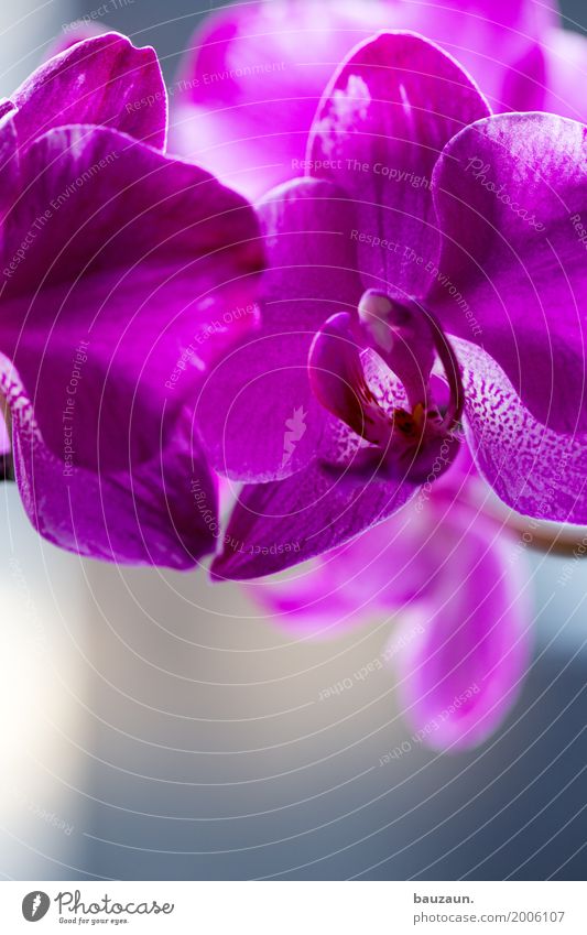 dee. Lifestyle Elegant Style Beautiful Decoration Nature Plant Orchid Blossom Exotic Blossoming Pink Happiness Spring fever Colour photo Interior shot Close-up