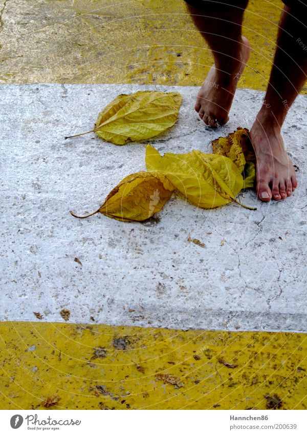 on the way Nature Leaf Freedom Contentment Yellow White Feet Colour photo Multicoloured Exterior shot Detail Day Shadow Contrast