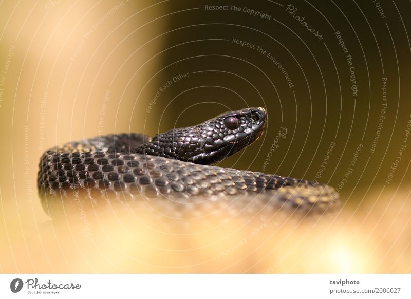 black nikolskii viper Beautiful Life Science & Research Nature Animal Forest Snake Dark Natural Wild Black Dangerous vipera berus adder Viper Reptiles poisonous