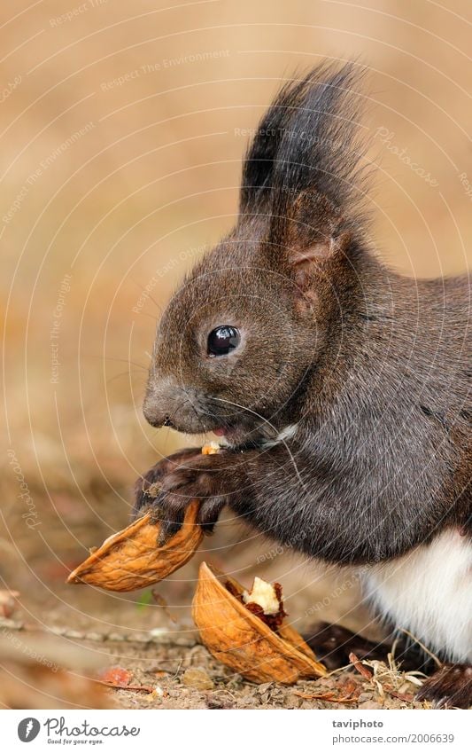 cute little red squirrel eating nut Eating Beautiful Garden Nature Animal Park Forest Fur coat Sit Small Long Funny Natural Cute Wild Brown Gray Red Appetite
