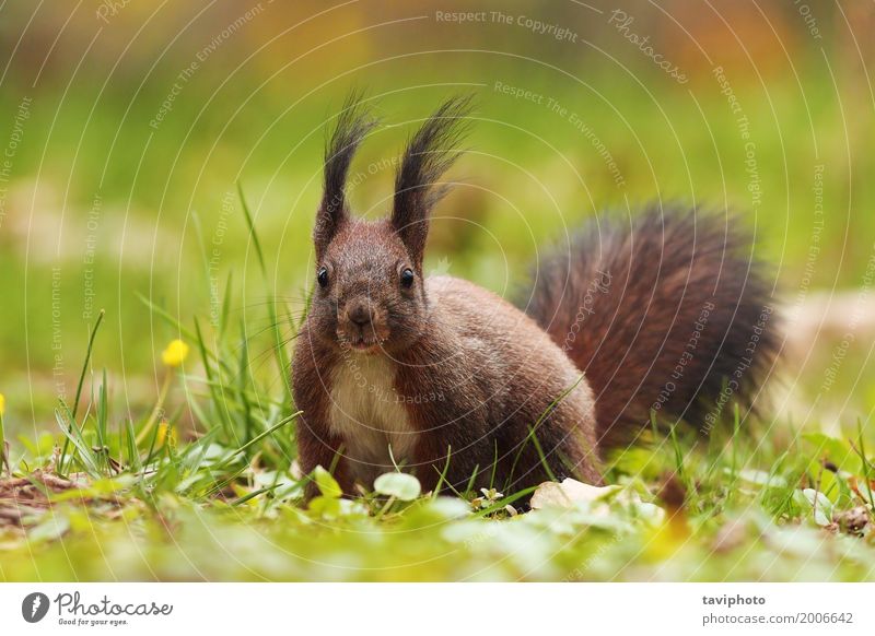 cute squirrel in the park Nature Animal Grass Park Forest Fur coat Smiling Sit Small Funny Natural Cute Wild Brown Gray Green Red Colour Squirrel Ground